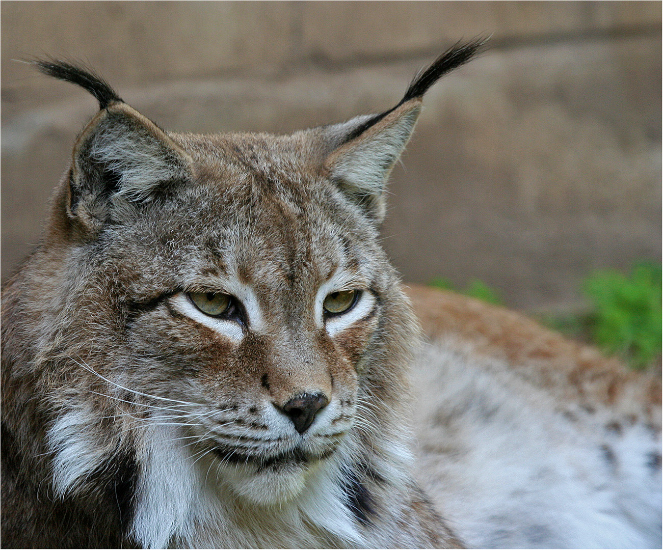 Luchs