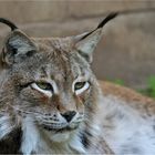 Luchs