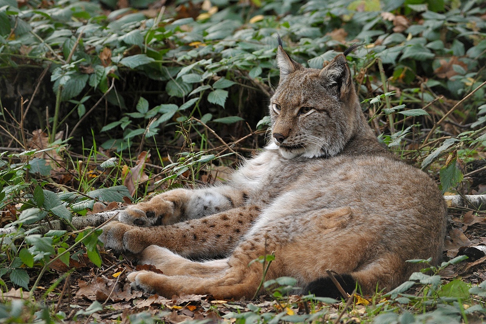 Luchs: Die dicken Pfoten machen den Unterschied zur Schmusekatze