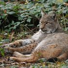 Luchs: Die dicken Pfoten machen den Unterschied zur Schmusekatze