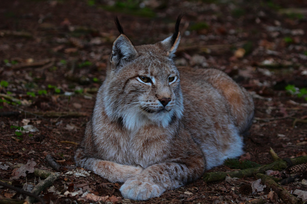 Luchs die kleine Katze