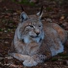 Luchs die kleine Katze