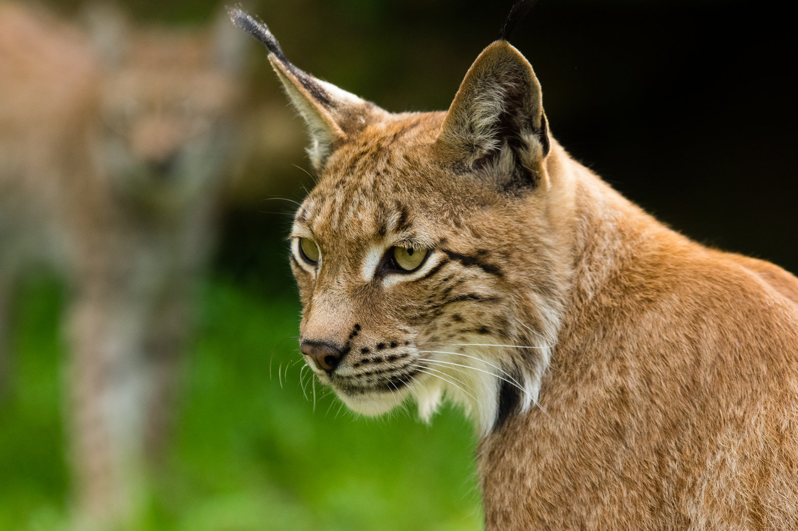 Luchs DOF