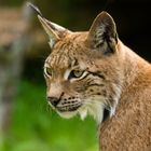 Luchs DOF