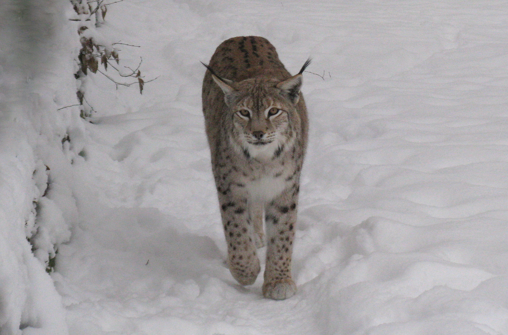 Luchs dreht seine Streifenrunde