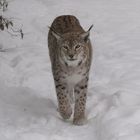 Luchs dreht seine Streifenrunde