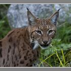 Luchs drohend ?