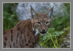 Luchs drohend ?