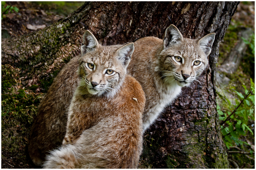 Luchs duo