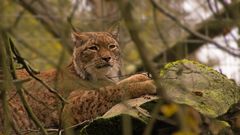 Luchs durch Zweige