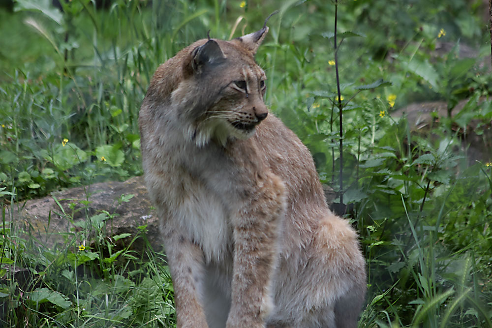 Luchs