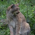 Luchs