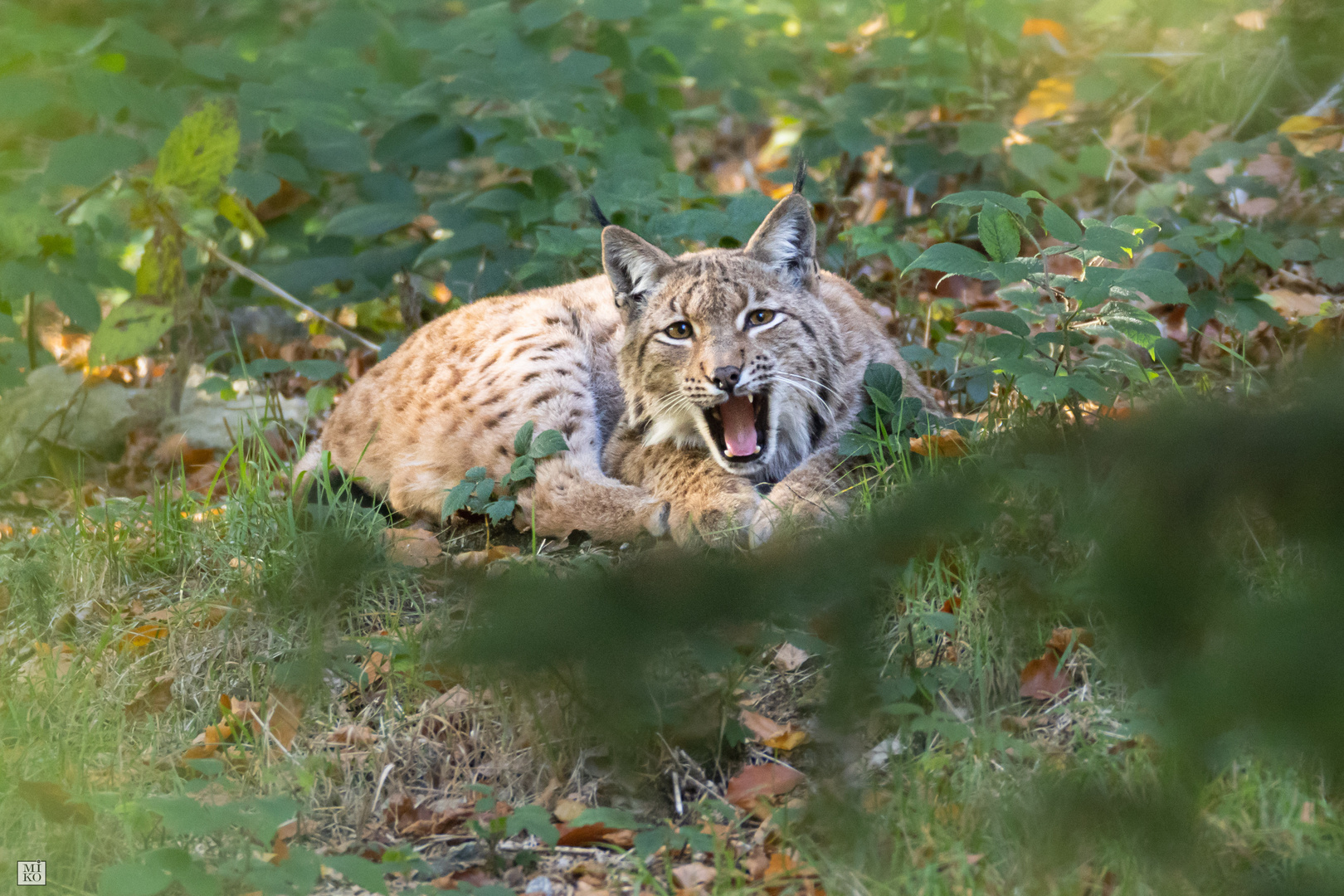 Luchs