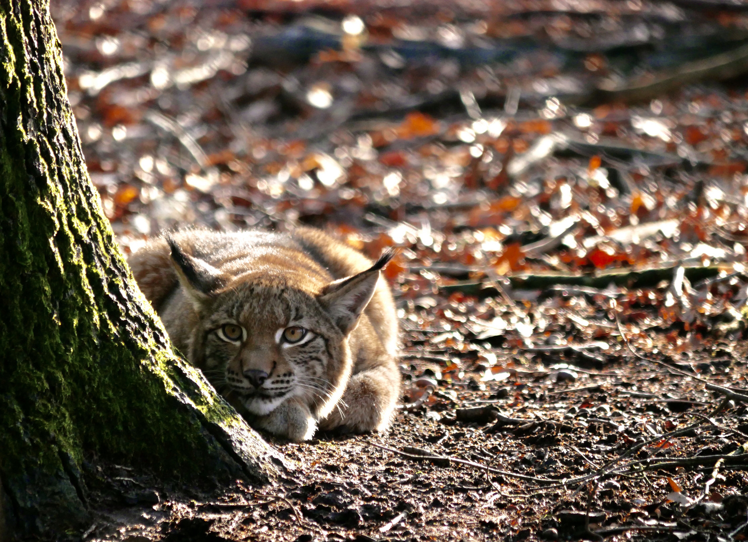 Luchs