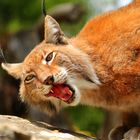 Luchs