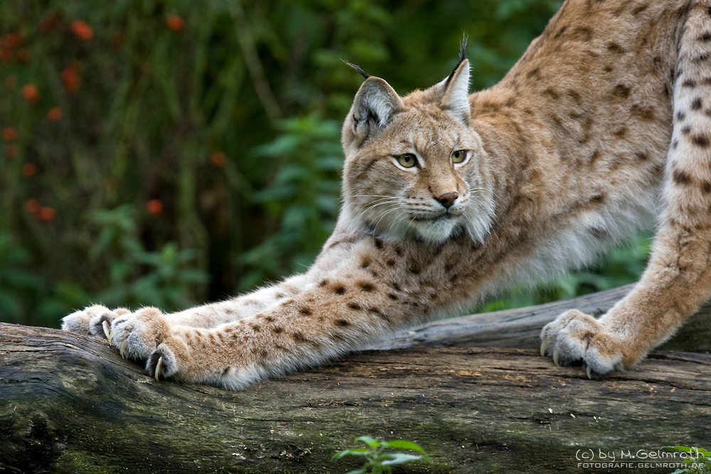 Luchs