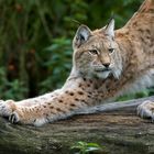 Luchs