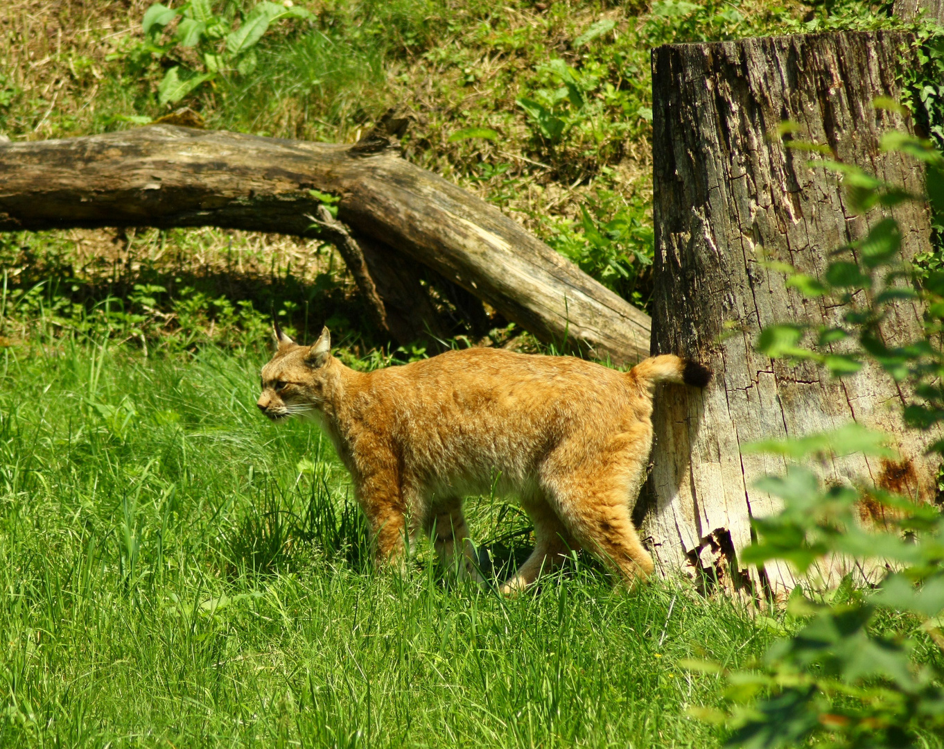 Luchs