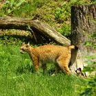 Luchs