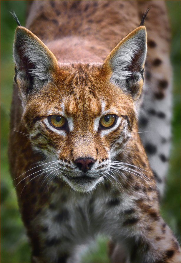 Luchs