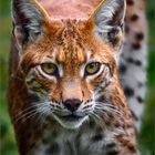 Luchs