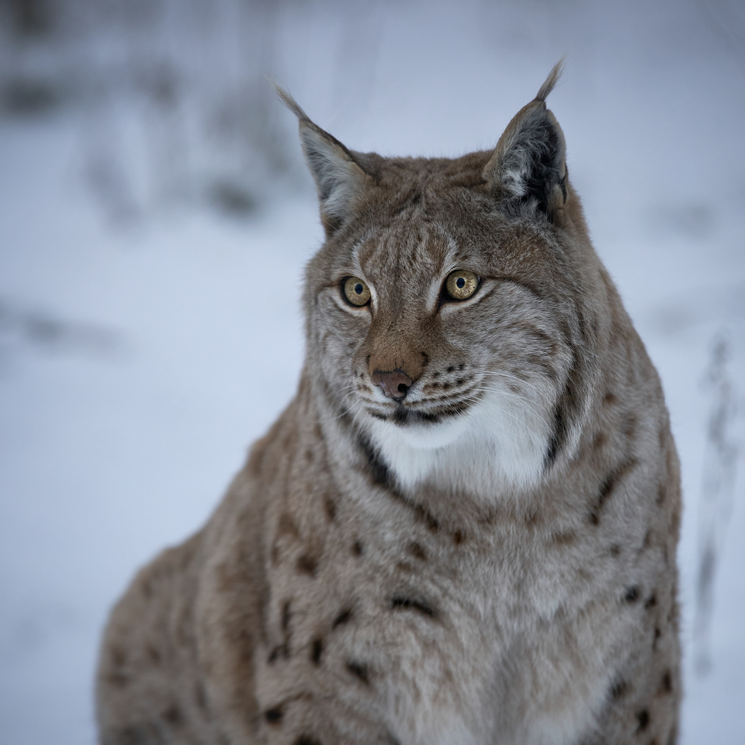 Luchs