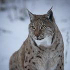 Luchs