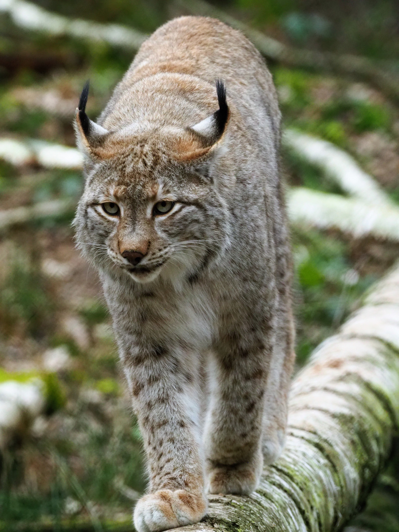 Luchs