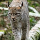 Luchs