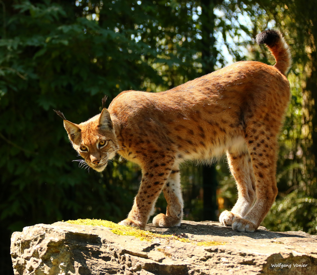 Luchs