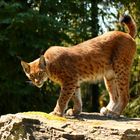 Luchs