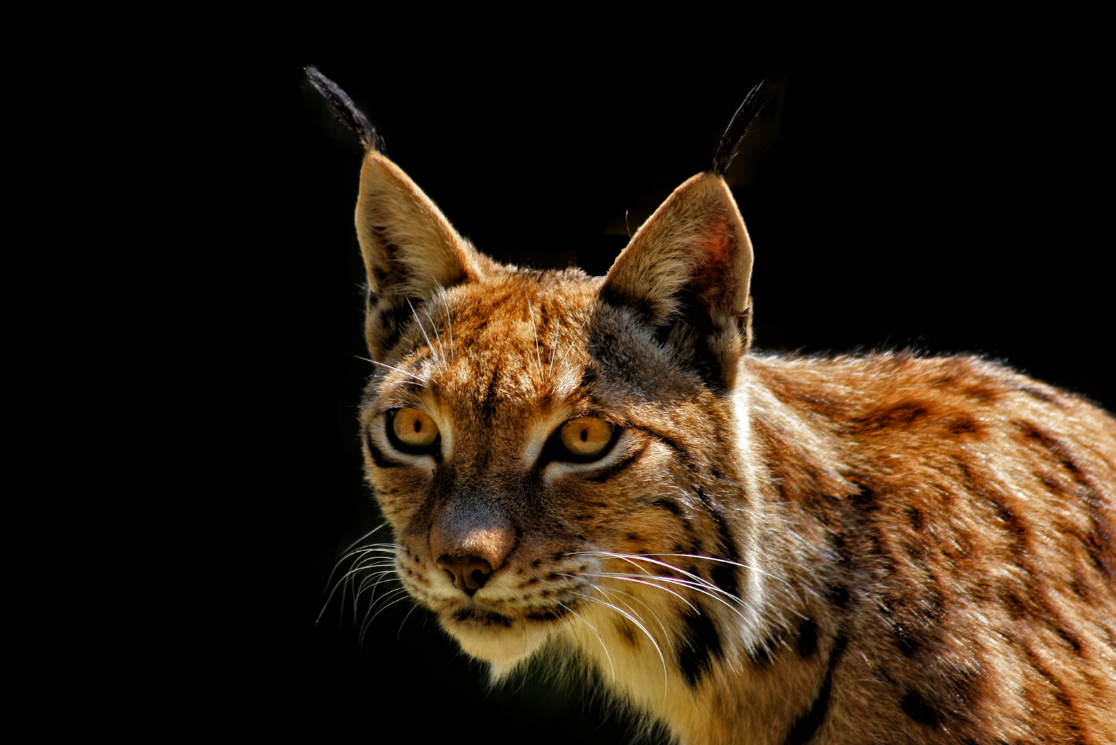 luchs