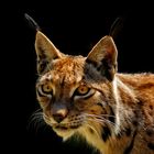 luchs