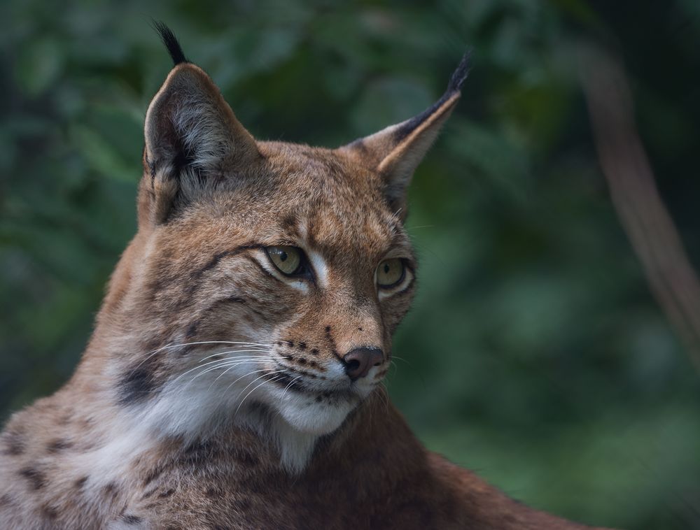 Luchs