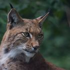 Luchs