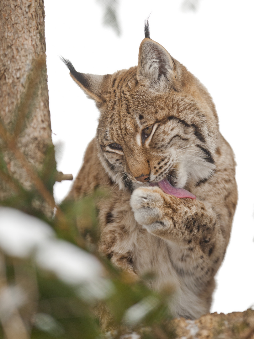 Luchs