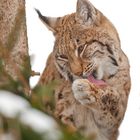 Luchs