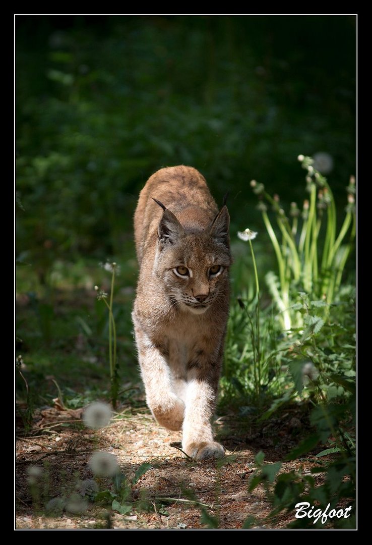 Luchs