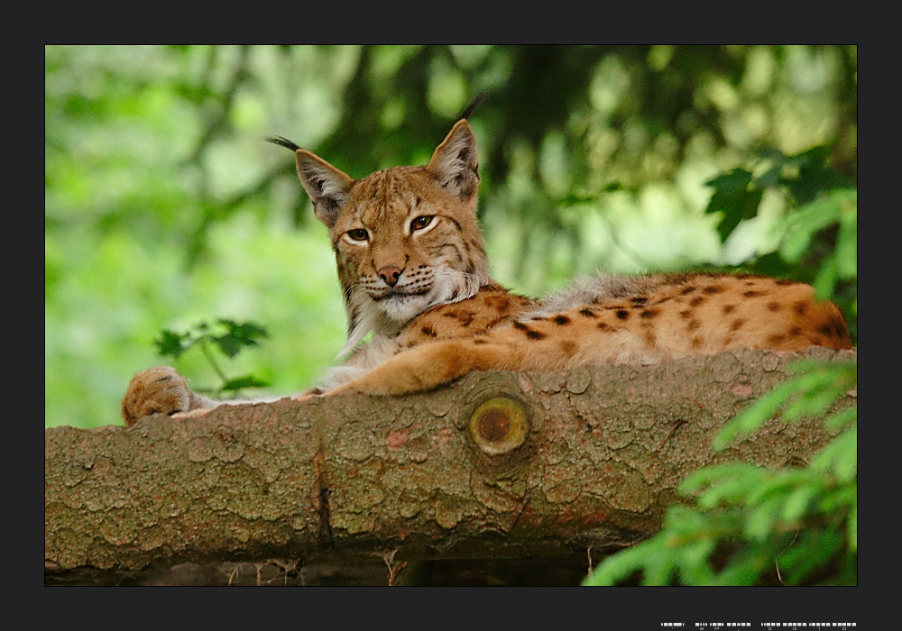 Luchs