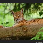 Luchs