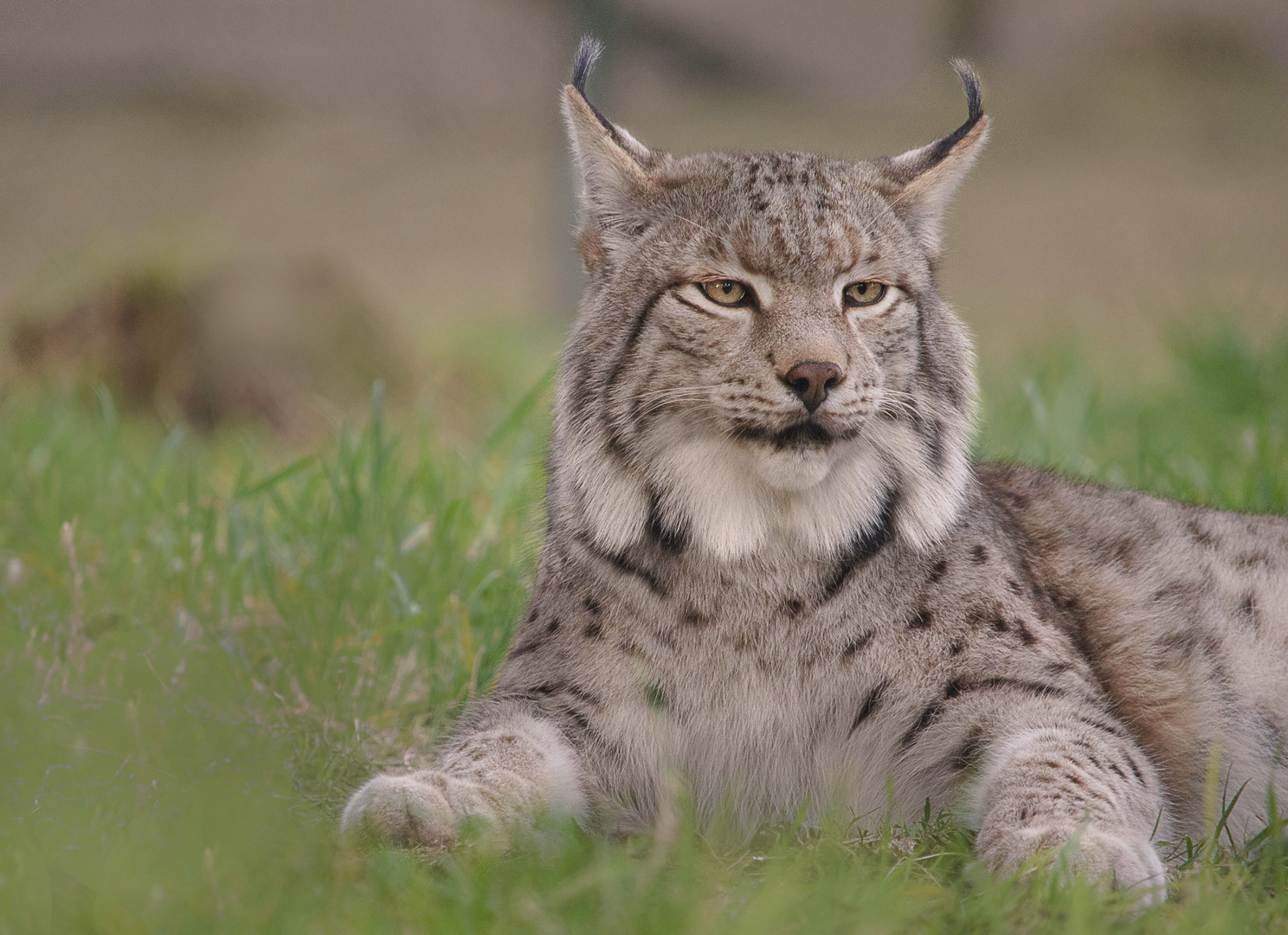 Luchs ..