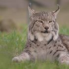 Luchs ..