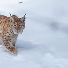 Luchs