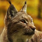 Luchs