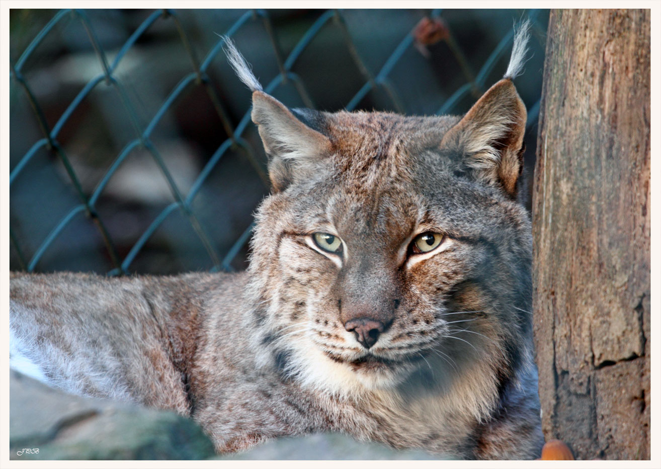 Luchs