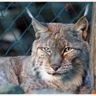 Luchs