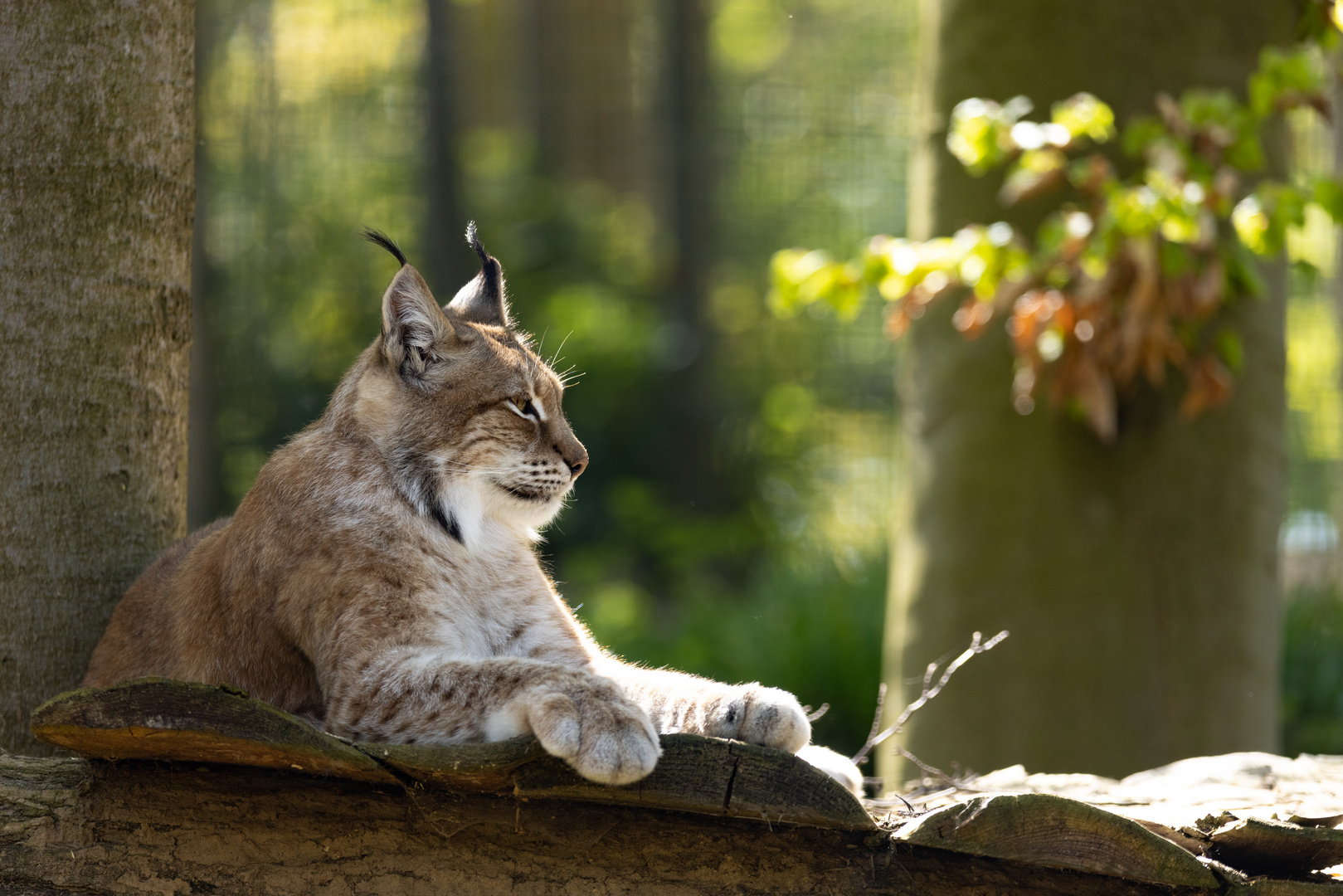 Luchs