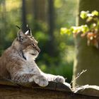 Luchs