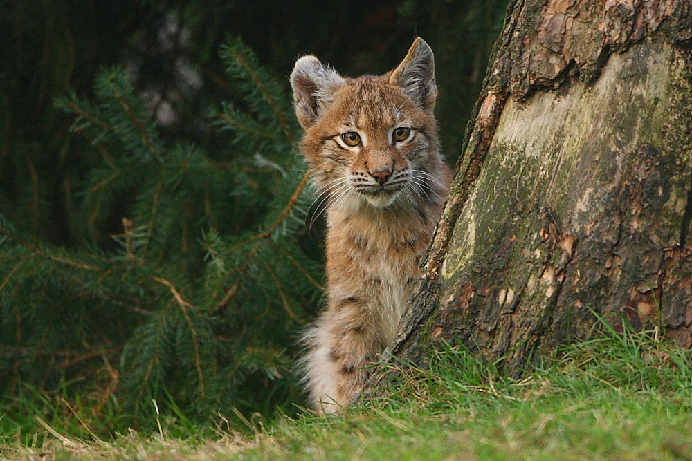 Luchs