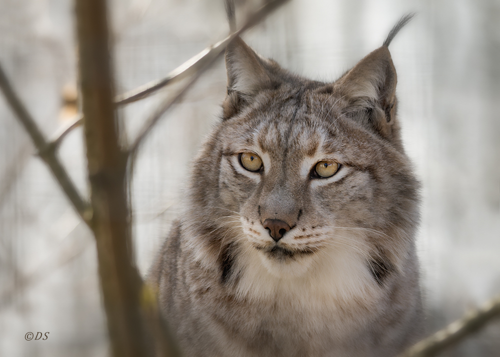 Luchs